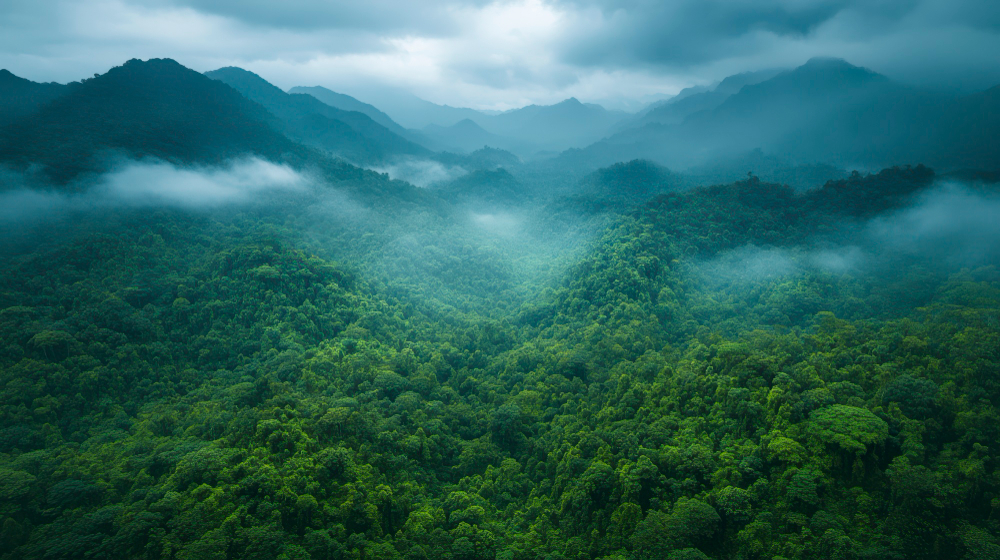 wayanad image