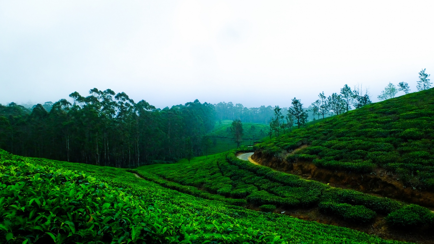 wayanad image
