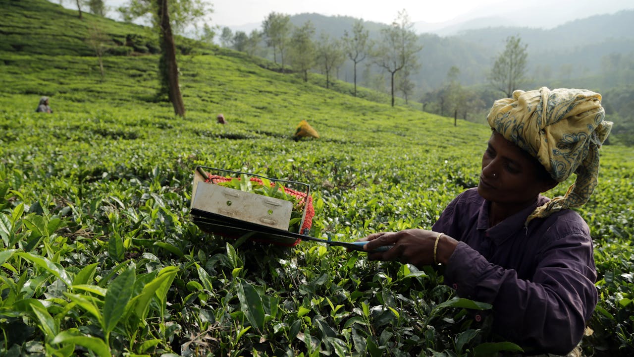 Coffee & Tea Estates