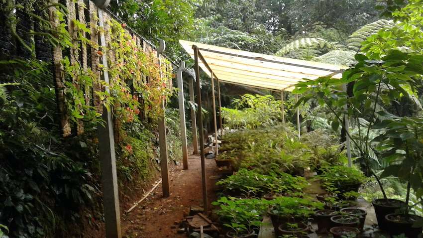 Gurukula Botanical Sanctuary