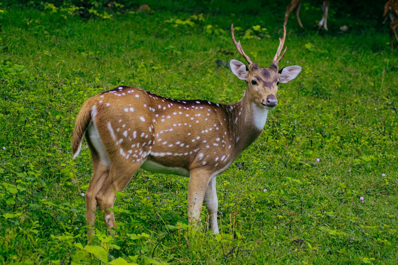 Wayanad Wildlife Sanctuary