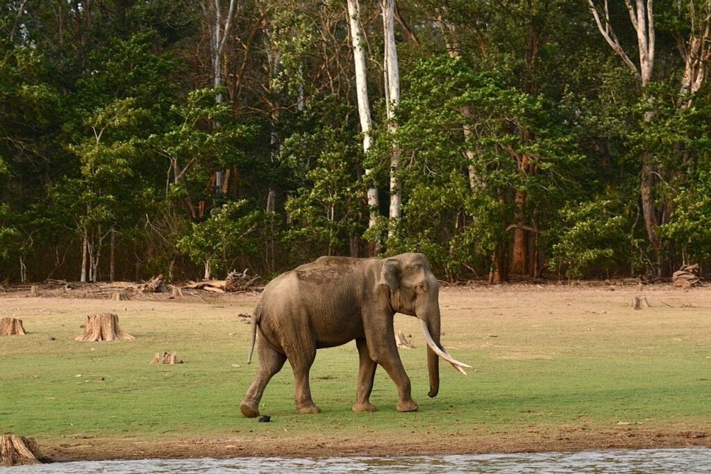 Muthanga Wildlife Reserve