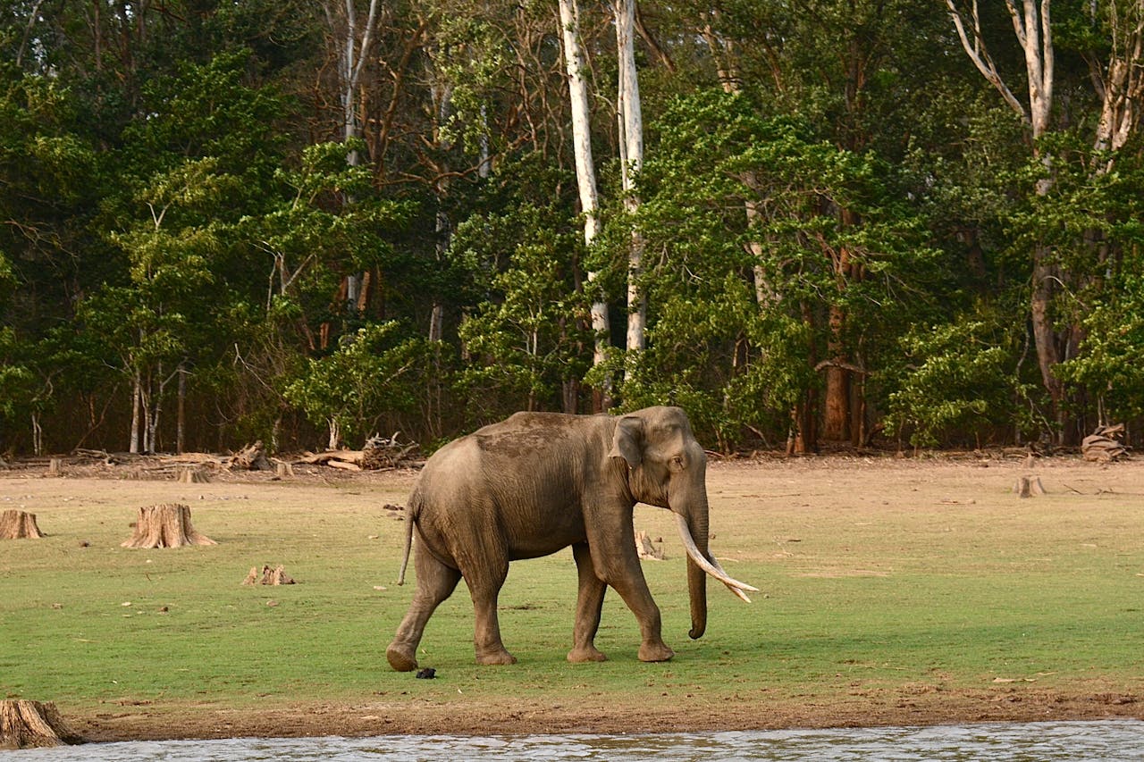 Muthanga Wildlife Reserve
