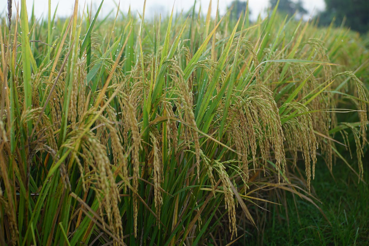 Paddy Fields & Rice Cultivation