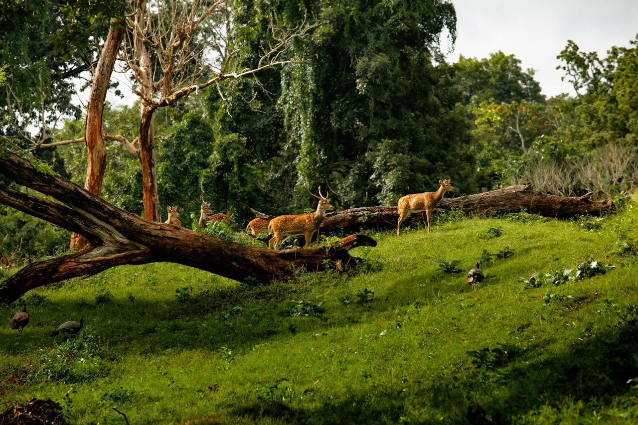 Tholpetty Wildlife Sanctuary