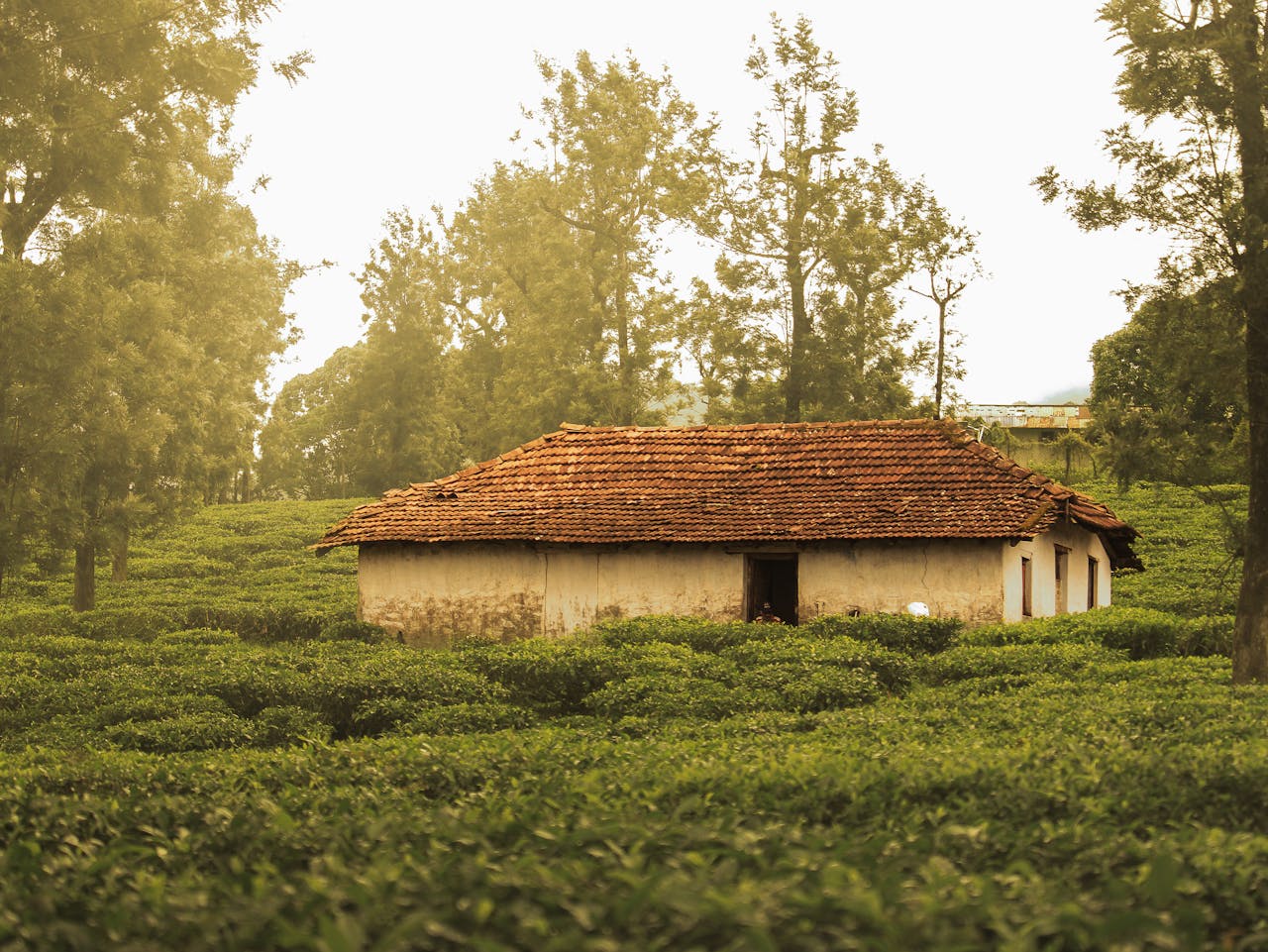 Plantation Homestays