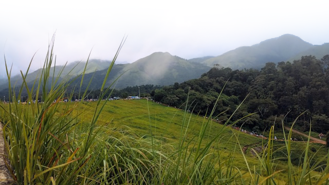 wayanad grass land