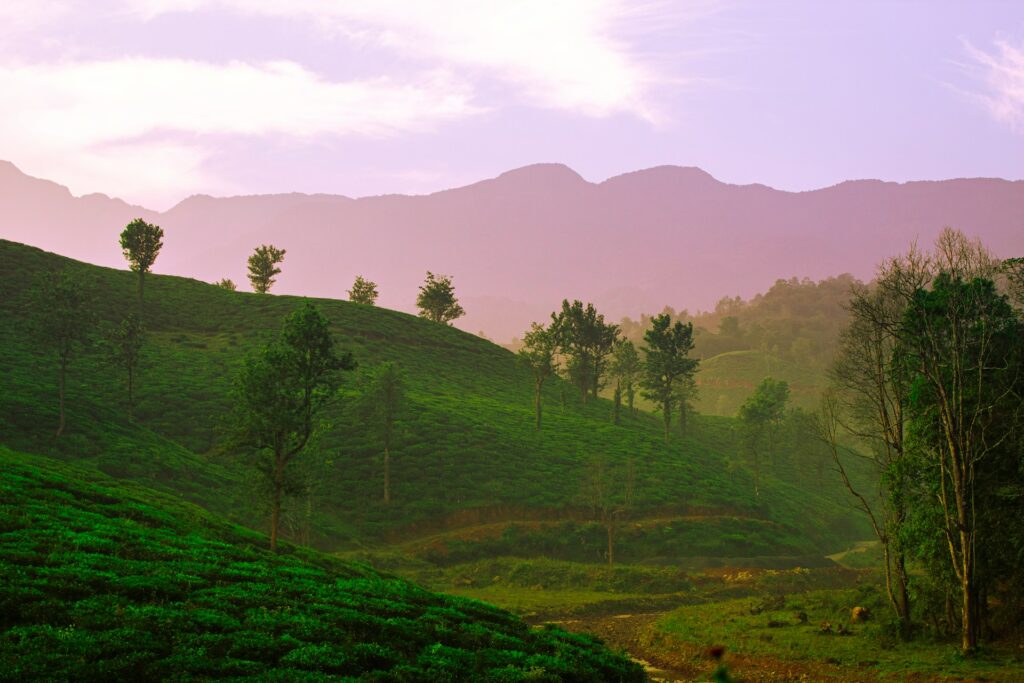 wayanad landscapes